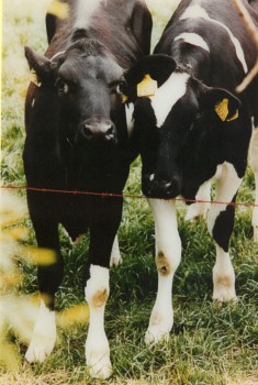 1995-z.t. Zoelmond 2- foto, lak, perspex, 70x50cm