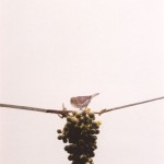 2002-z.t.- mus op druiventros - collage, foto, kleurpotlood, inkt, 71x52cm