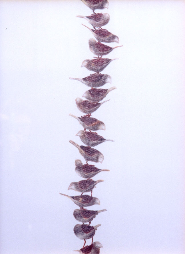 2002-z.t.- stapeling van mussen - tekening in kleurpotlood, 71x52cm