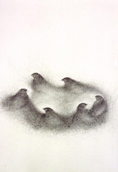 2004-z.t.- dansende merels , grafiet op papier, 82x59cm